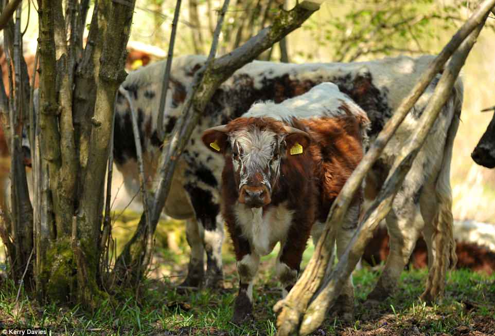 Cattle originate from forest dwelling ancestors and they love forests including savannah!