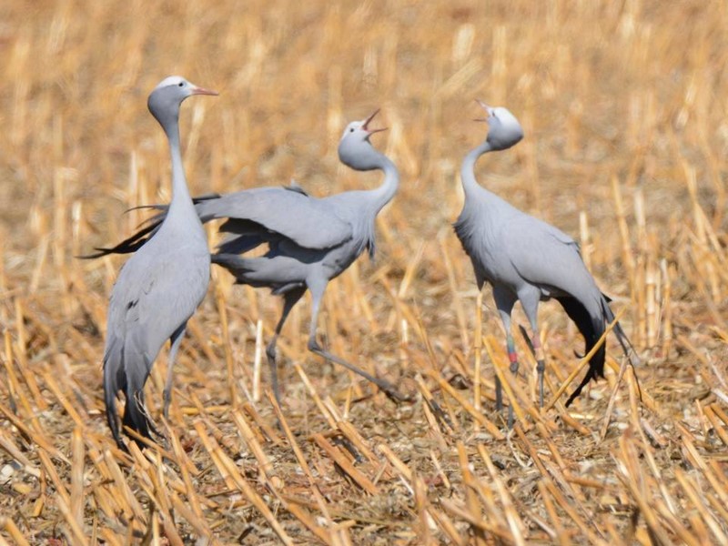 Blue-crane-bos-beraad Blue-crane-bos-beraad