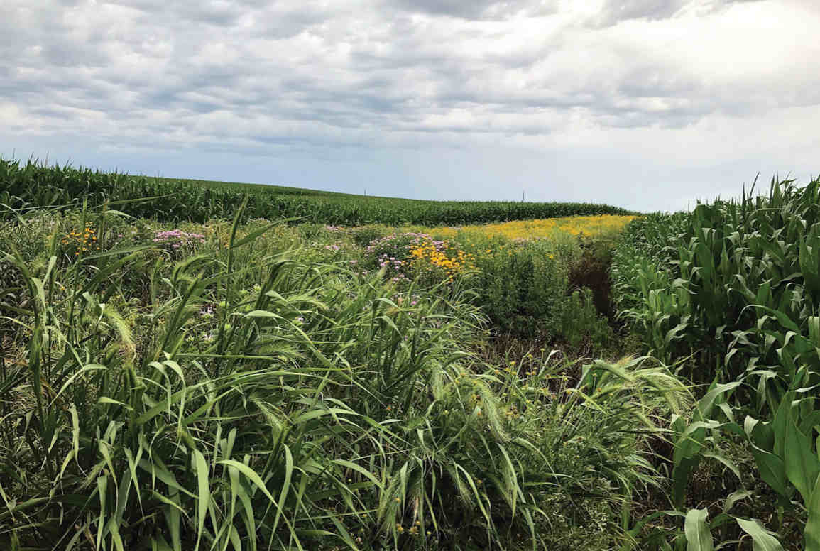 Nature belt in a maize / corn field that increases species & numbers of beneficial insects