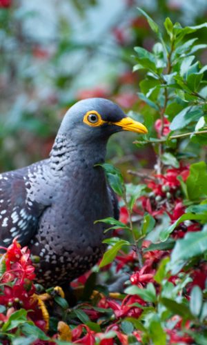 20190530_pigeon 20190530_pigeon